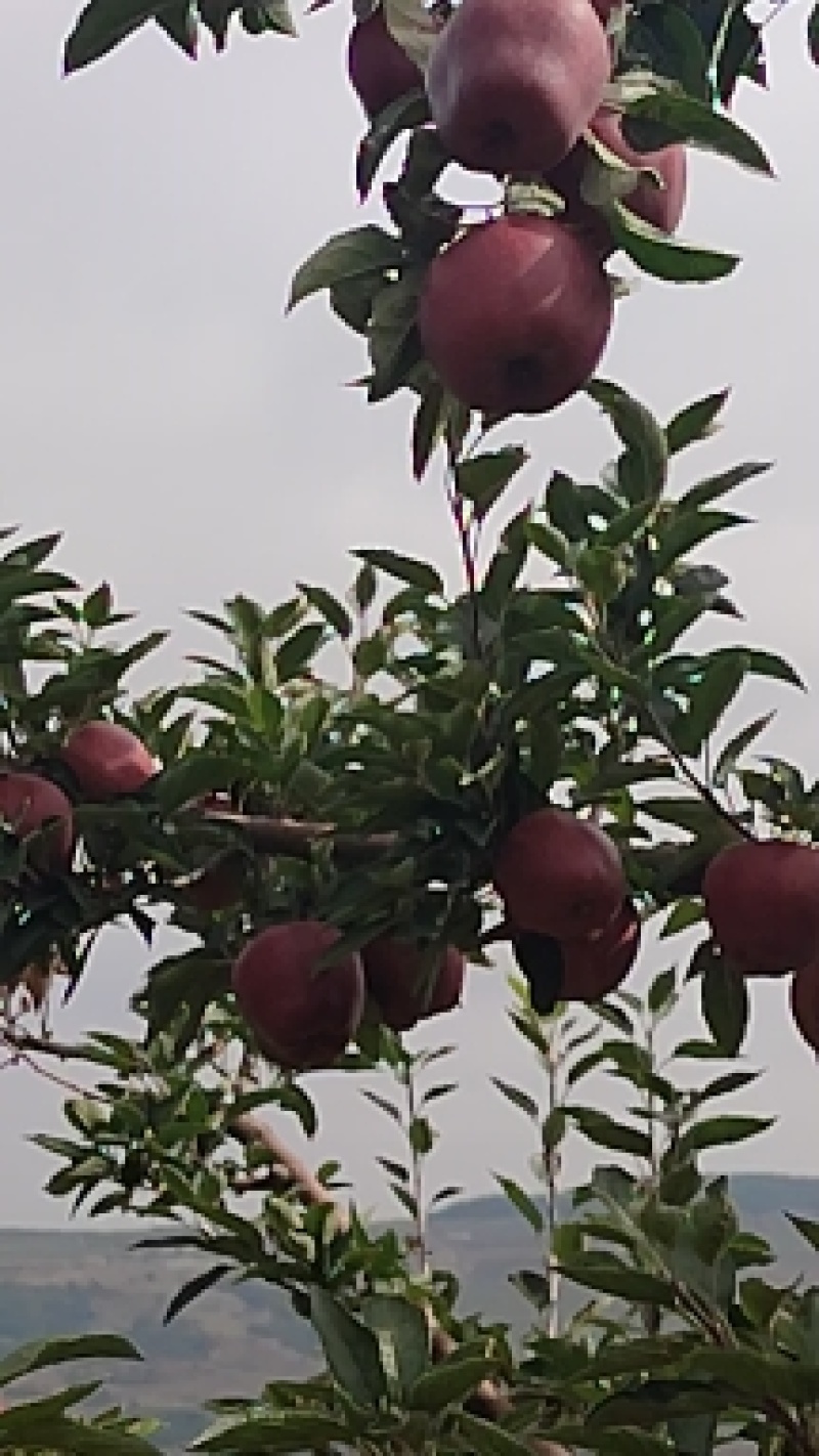甘肃礼县精品花牛苹果，口感香甜，品质优良