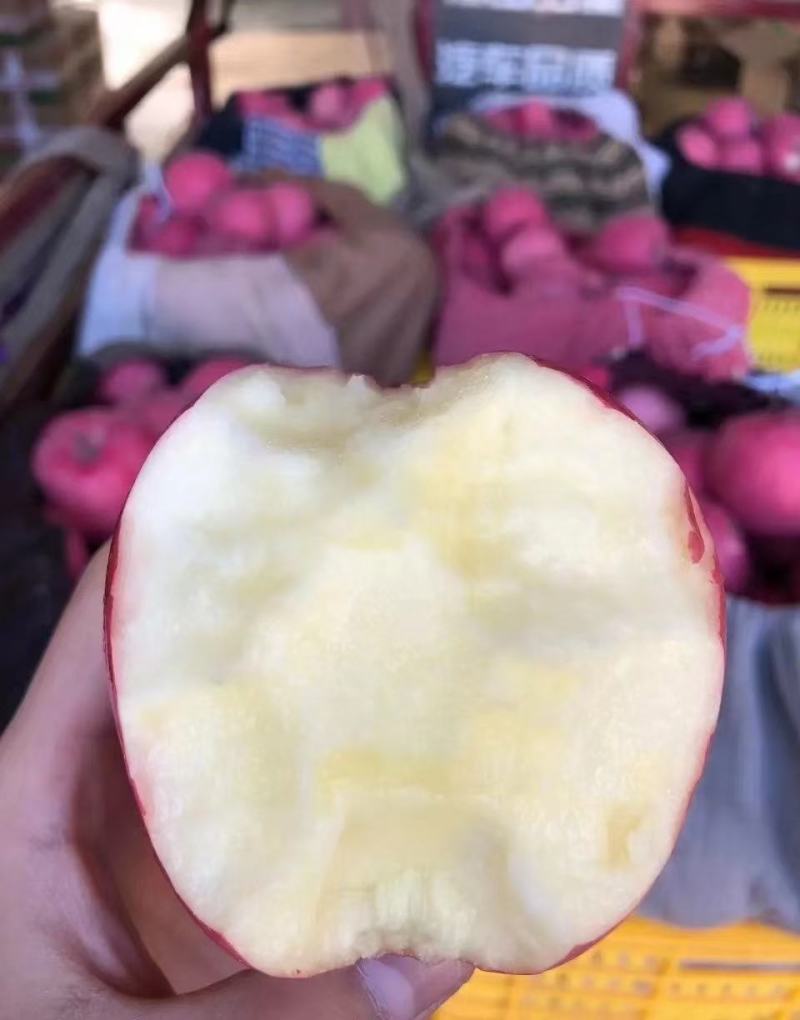 甘肃精品红富士马上下树了量大从优欢迎咨询