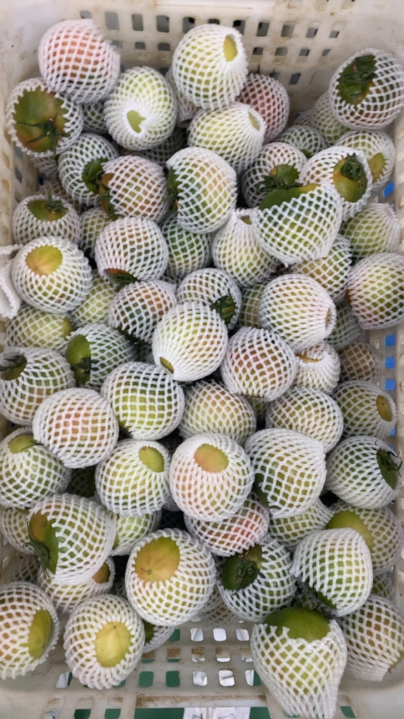 盘锦碱地柿子
