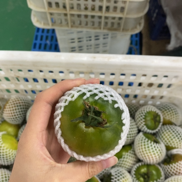 盘锦碱地柿子