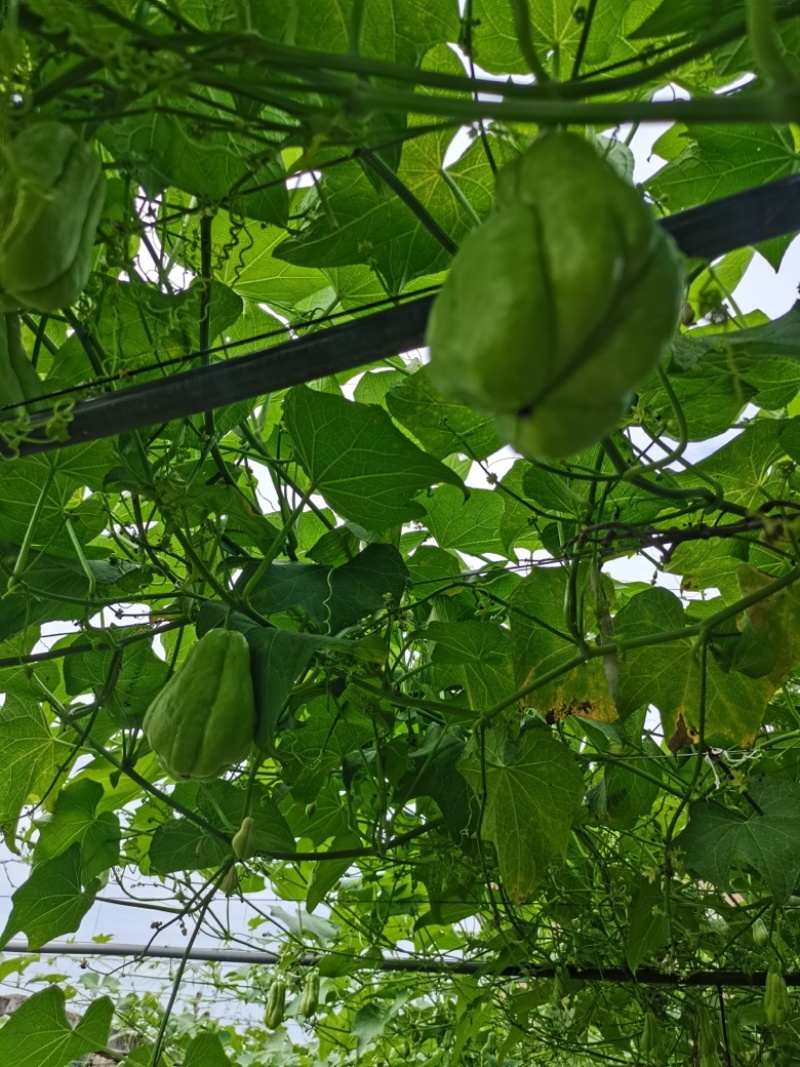 西安精品佛手瓜，半斤以上产地发货，一手货源，欢迎咨询