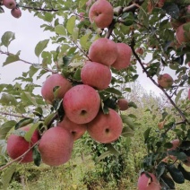 无污染糖心苹果。。。。。