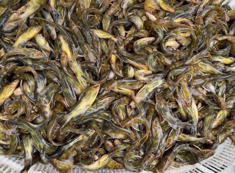 江苏南通黄骨鱼黄颡大量供应新鲜对接量大从优欢迎致电咨询