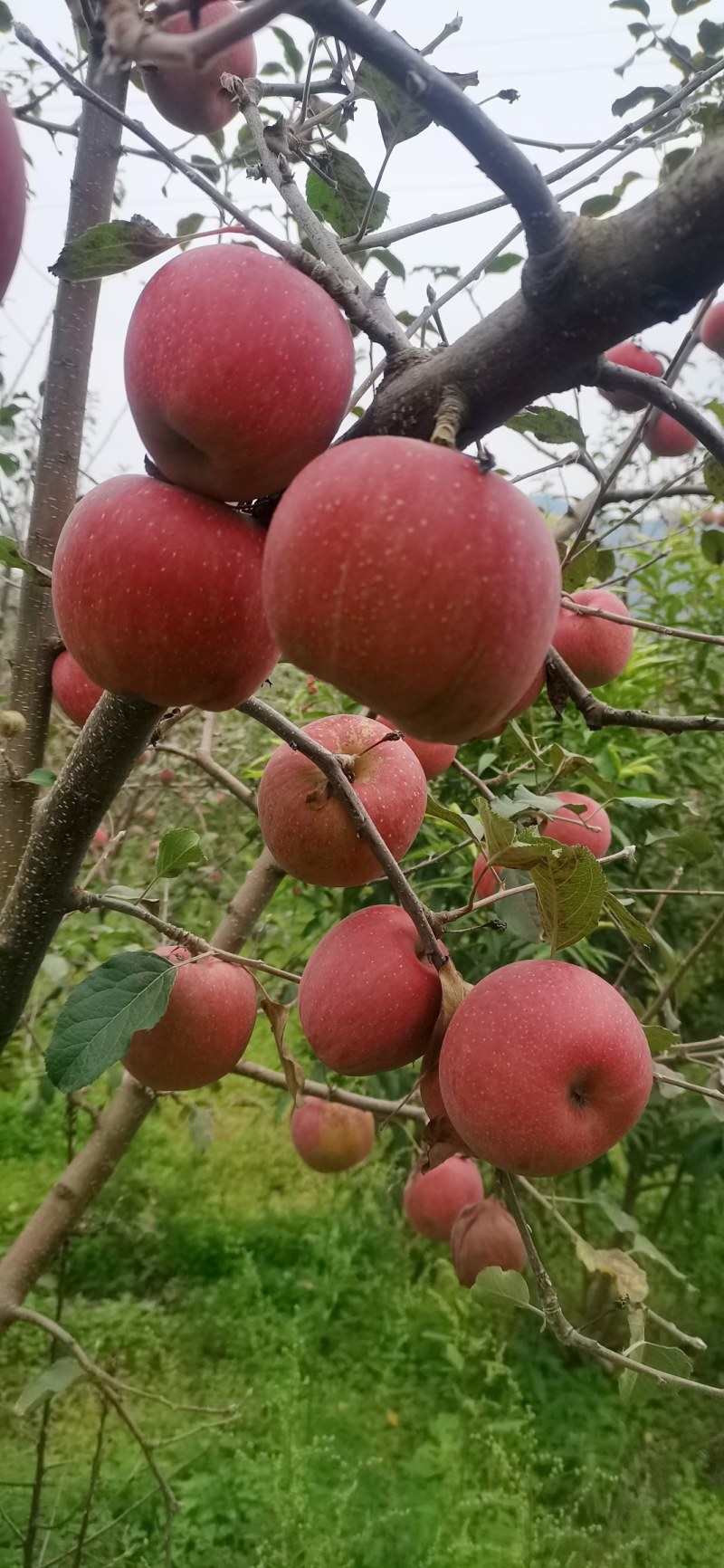 无污染糖心苹果。。。。。