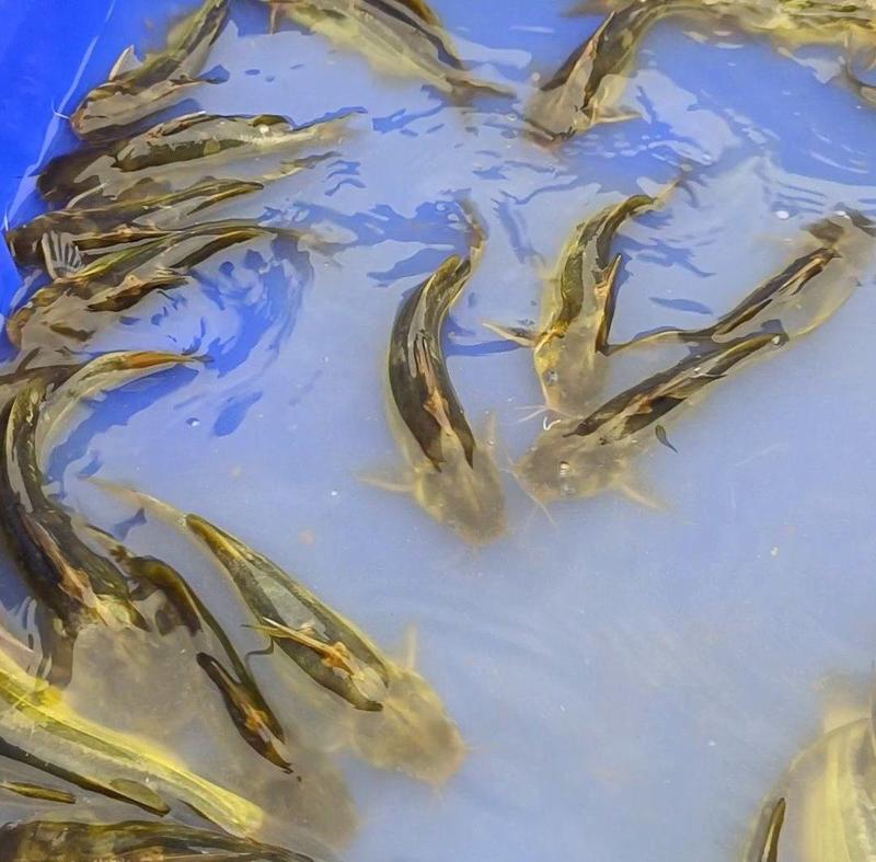 【黄骨鱼】黄颡大量供应江苏南通产地直发新鲜对接量大从优
