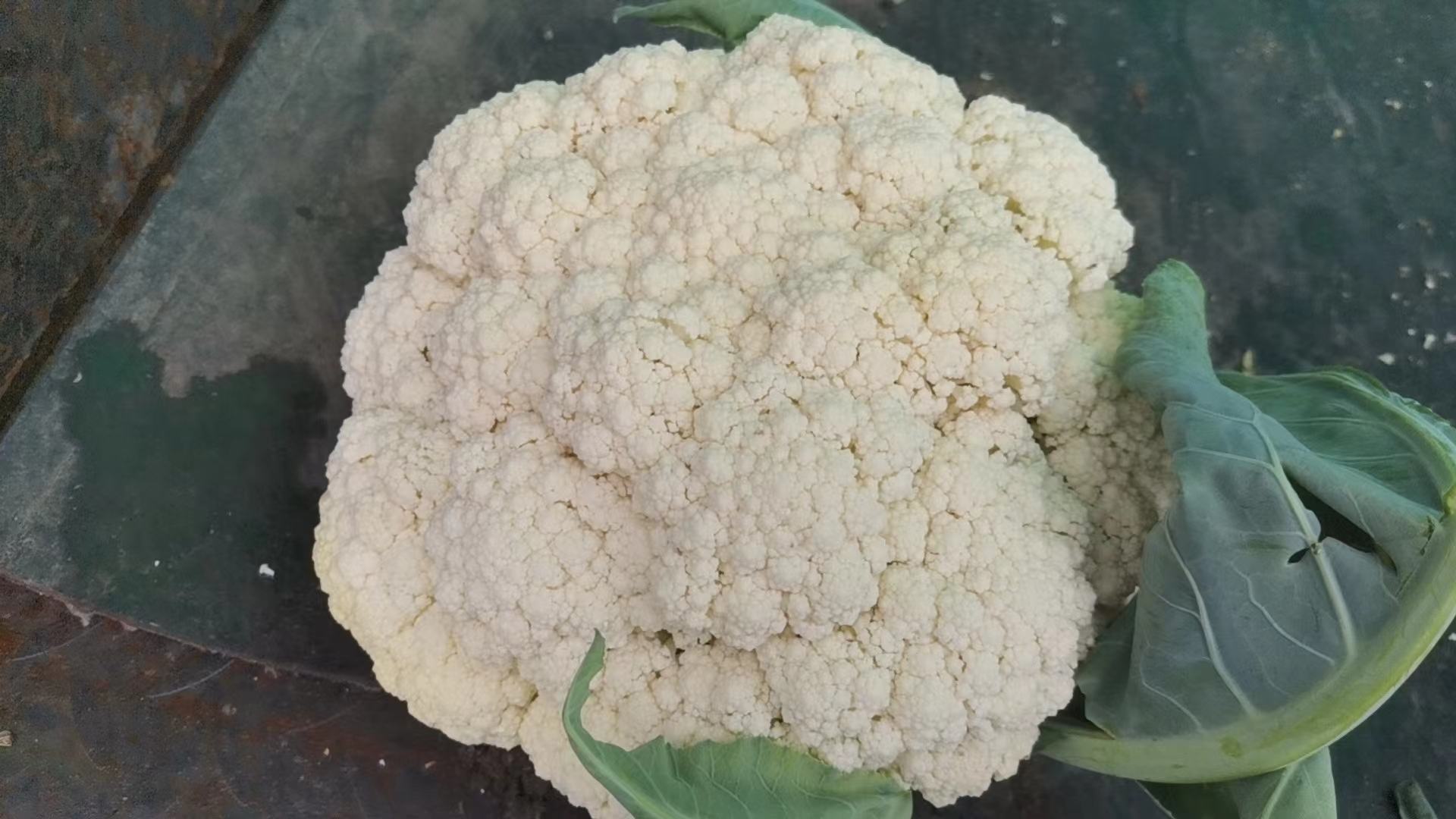 松花菜与常见混淆蔬菜对比图