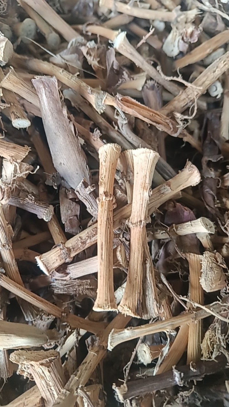 春砂仁根