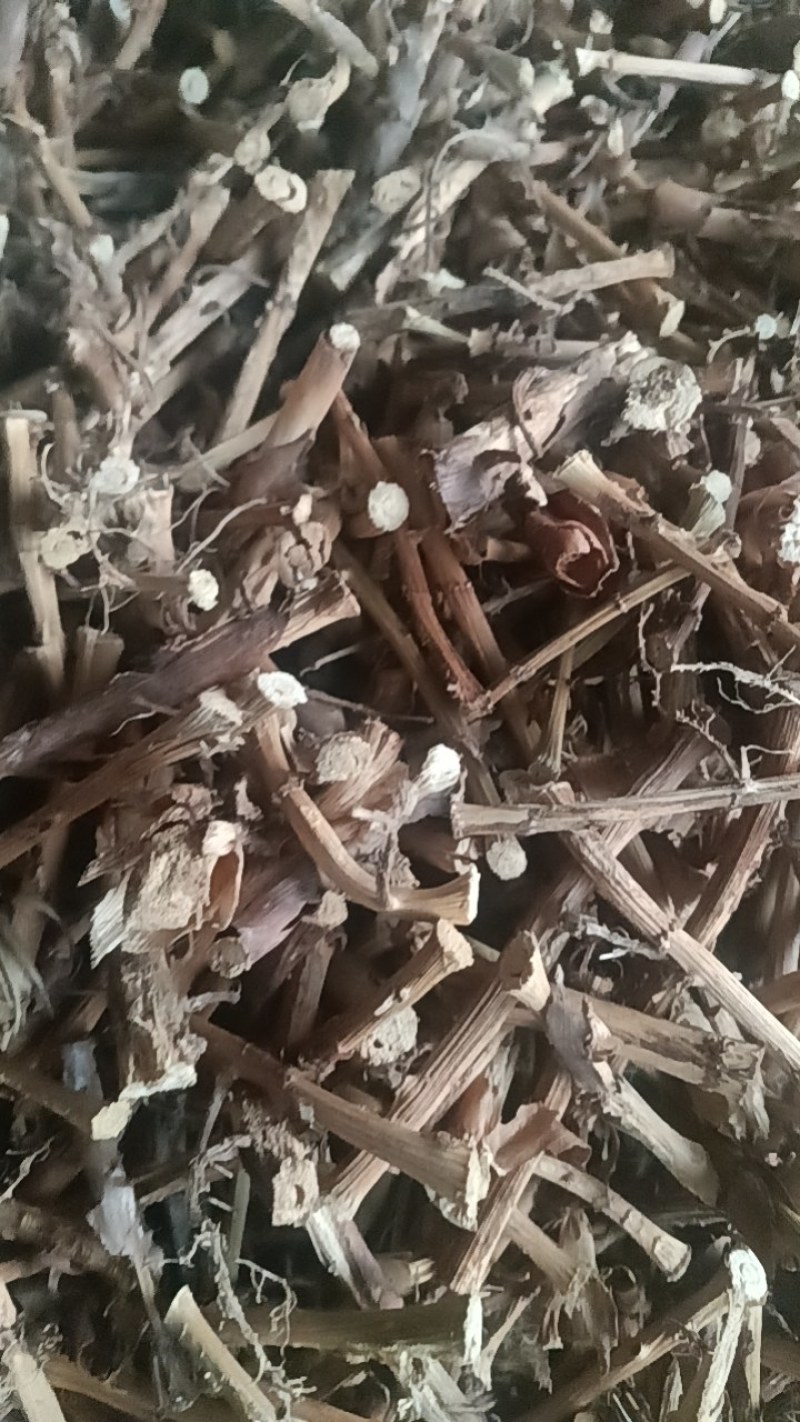 春砂仁根