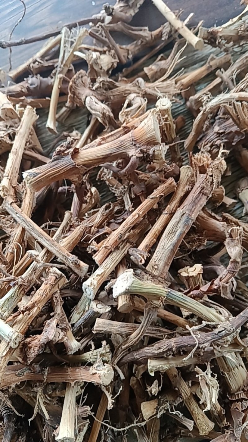 春砂仁根