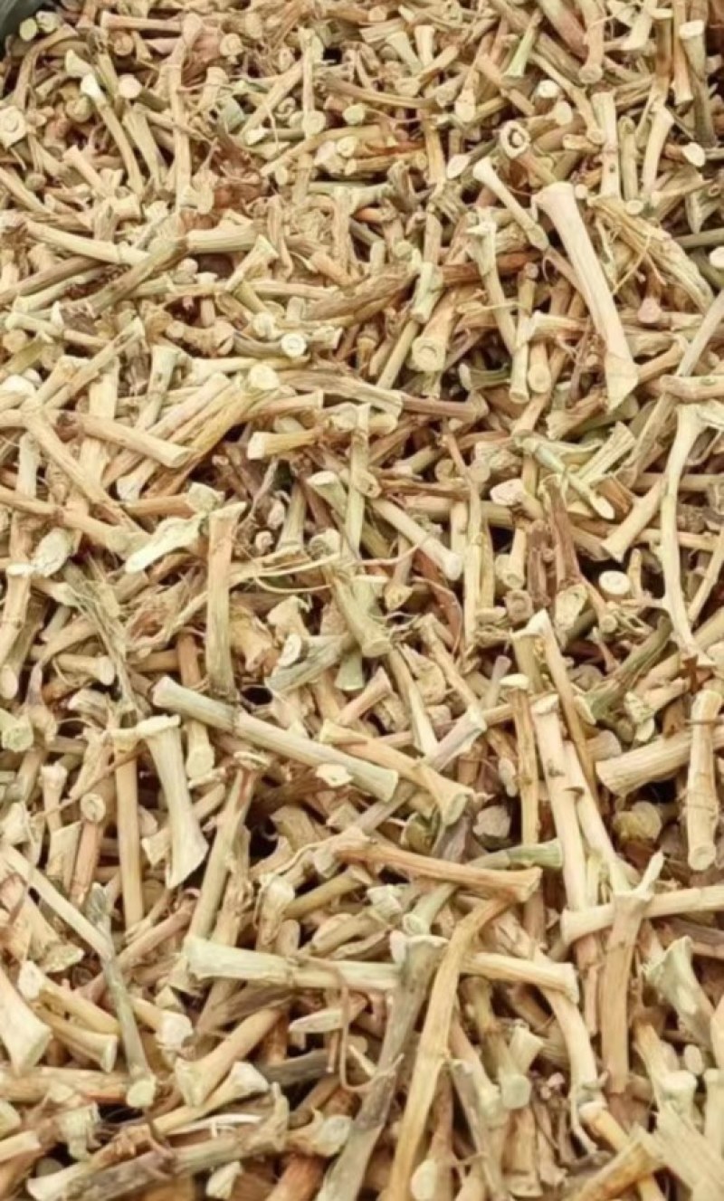 春砂仁根