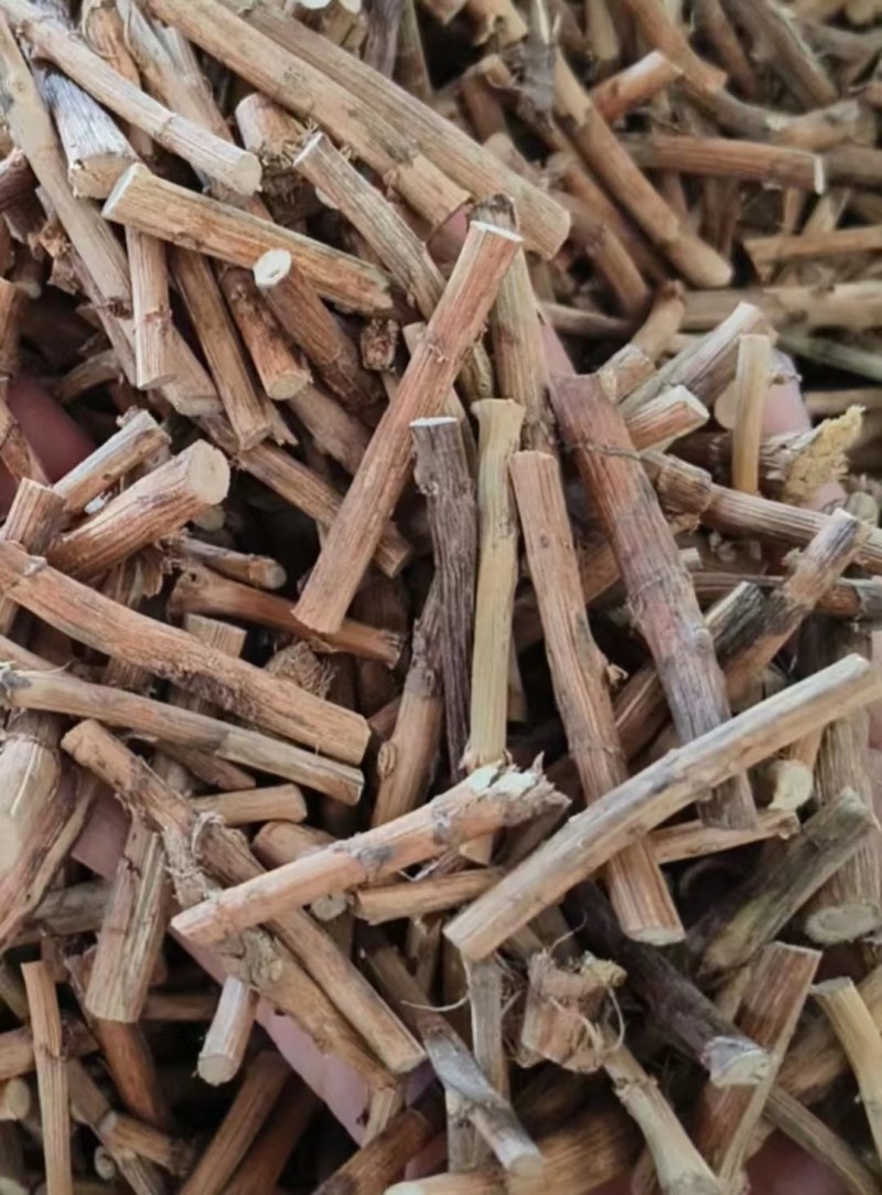 春砂仁根