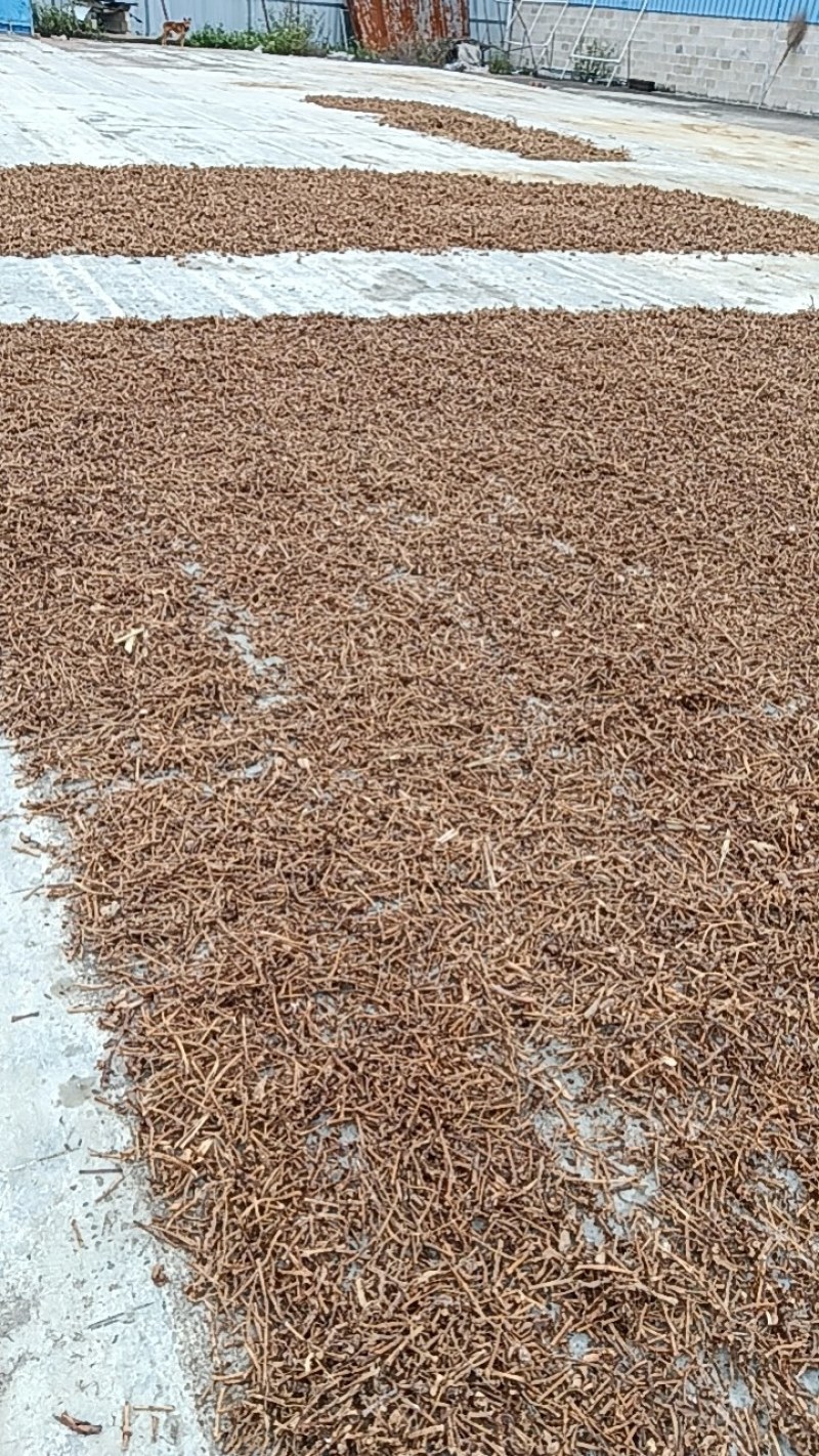春砂仁根