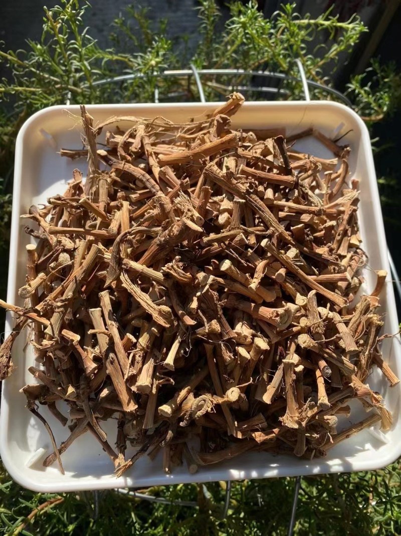 春砂仁根