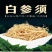 长白山人参须白参须特级人参须根须生晒参须新货无硫六年人参