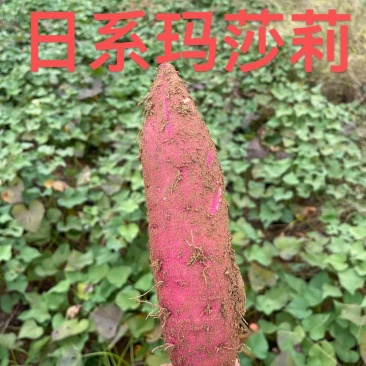 玛莎莉红薯，红瑶西瓜红烟薯25蜜薯白哈密