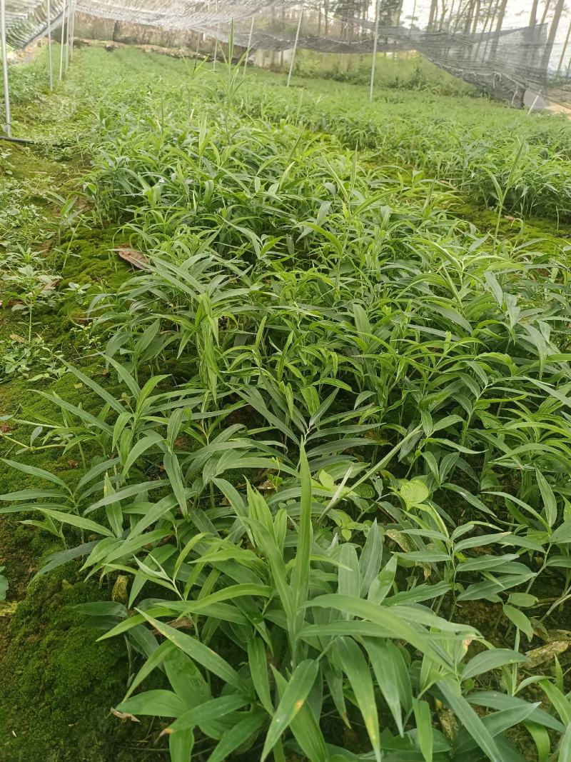 黄精种苗，四川多花姜型不倒苗甜黄精种苗老虎姜苗
