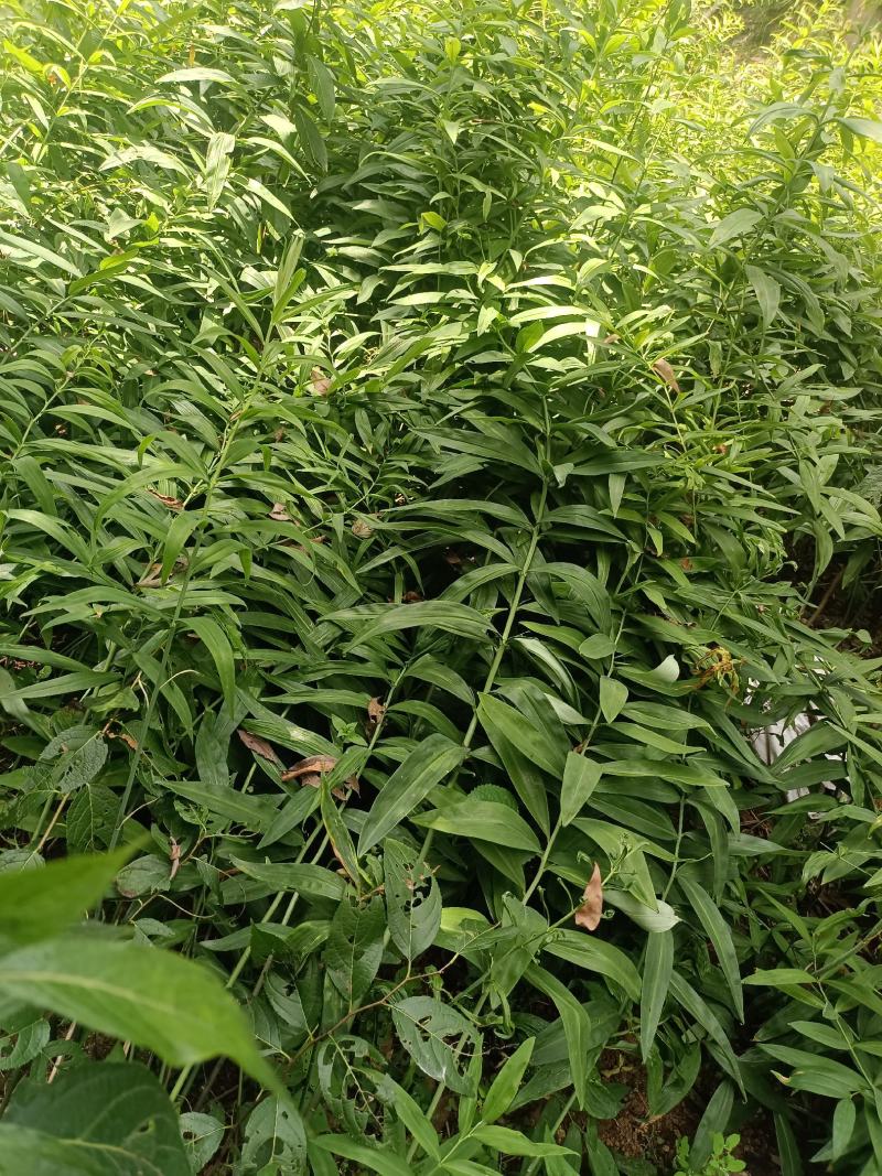 黄精种苗，四川多花姜型不倒苗甜黄精种苗老虎姜苗