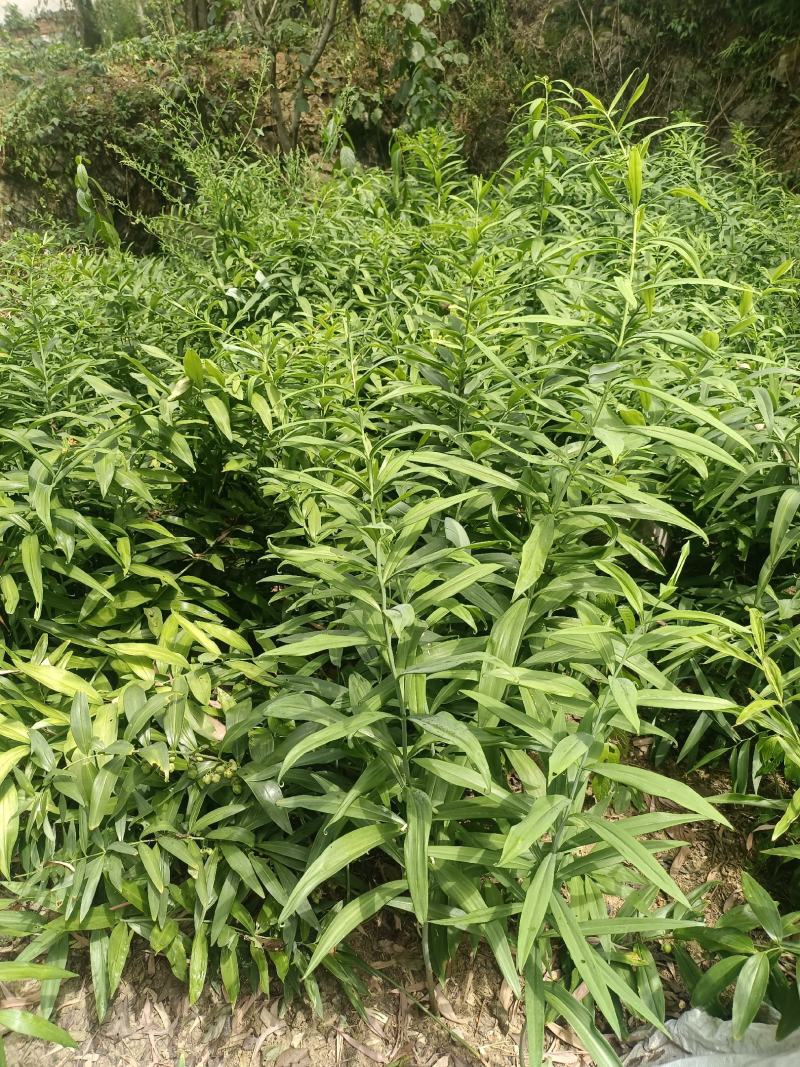 黄精种苗，四川多花姜型不倒苗甜黄精种苗老虎姜苗