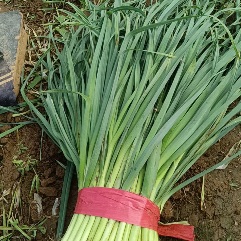 各种蔬菜大量上市