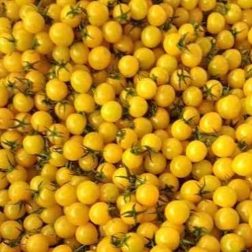 迷恋小番茄，黄色小番茄，基地发货，全年有货
