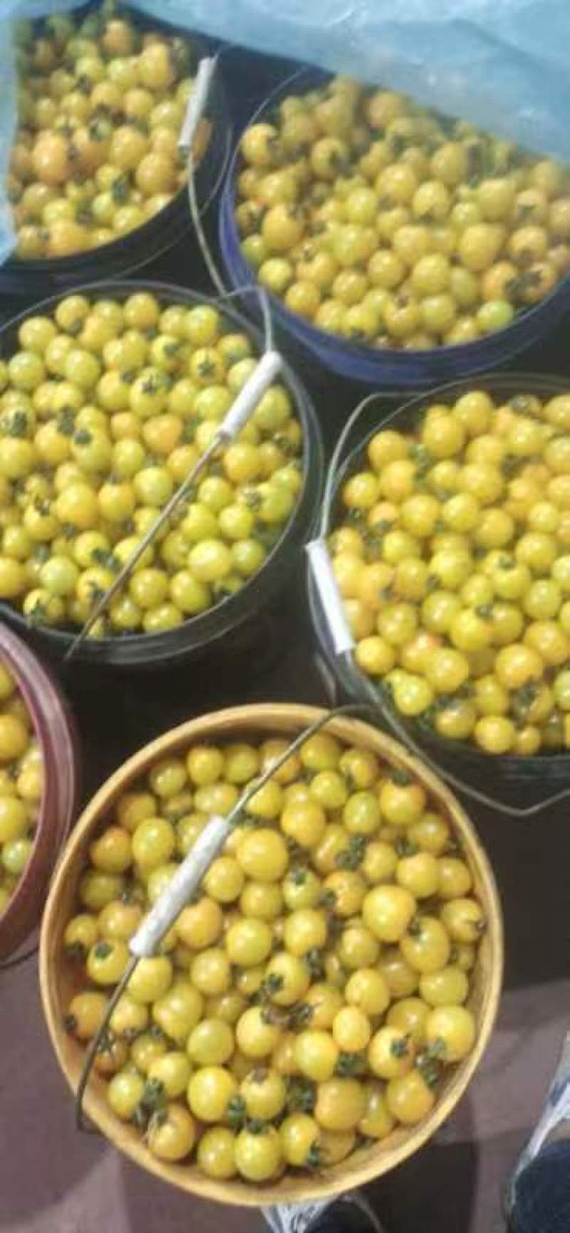 迷恋小番茄，黄色小番茄，基地发货，全年有货