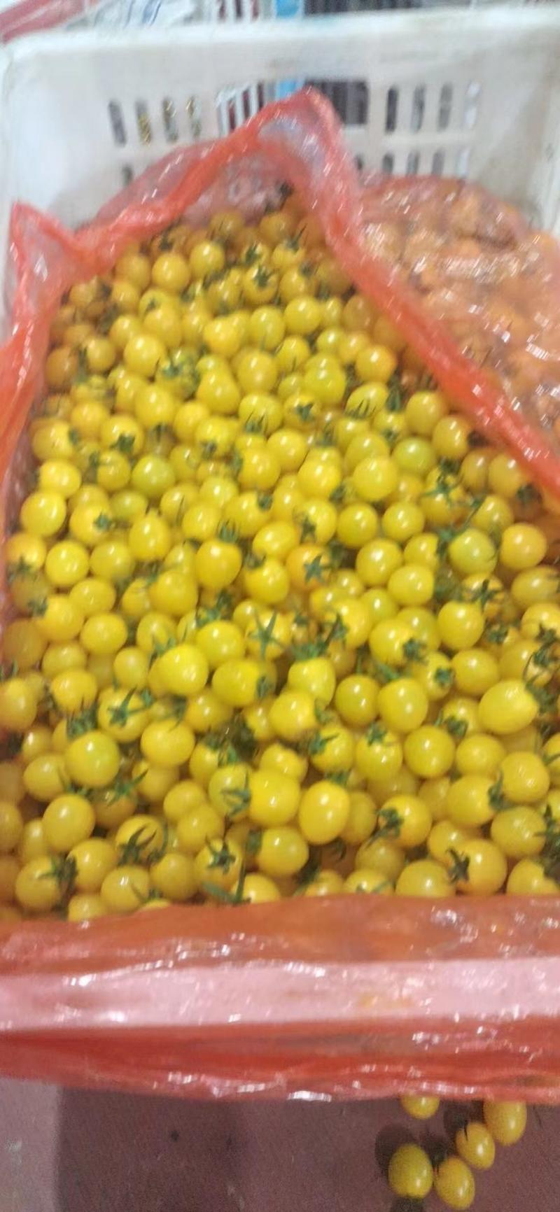 迷恋小番茄，黄色小番茄，基地发货，全年有货