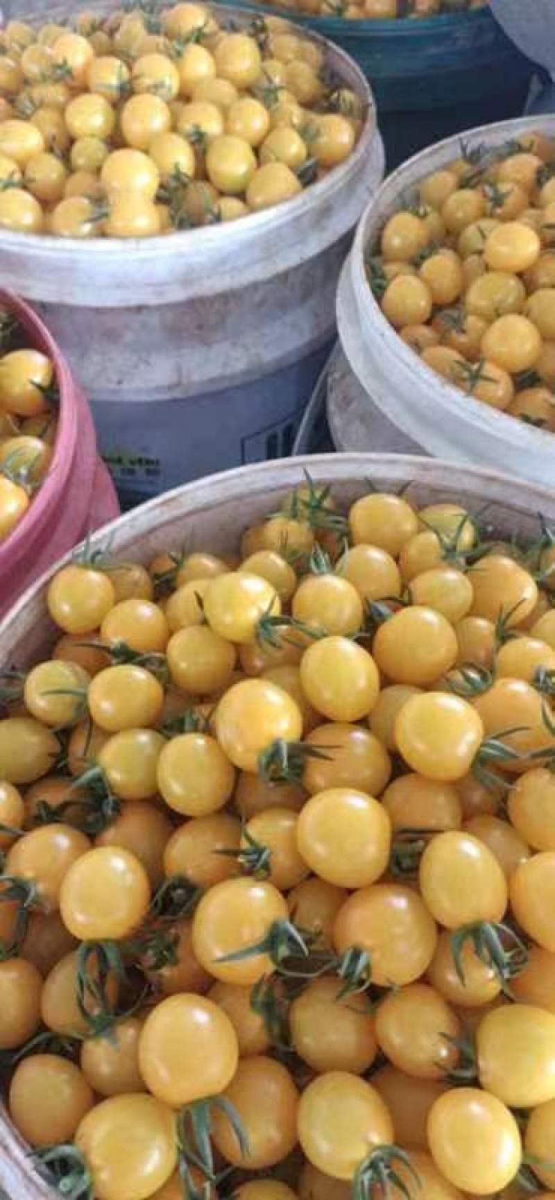 迷恋小番茄，黄色小番茄，基地发货，全年有货