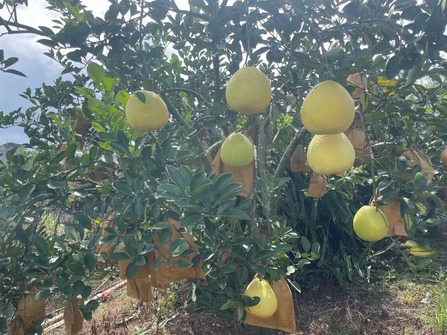 一片郁郁葱葱的三红蜜柚果园,阳光洒在果实上,展现出丰收的景象 三红蜜柚果园风光