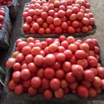 山东济南精品西红柿，产地直发品质保证支持视频