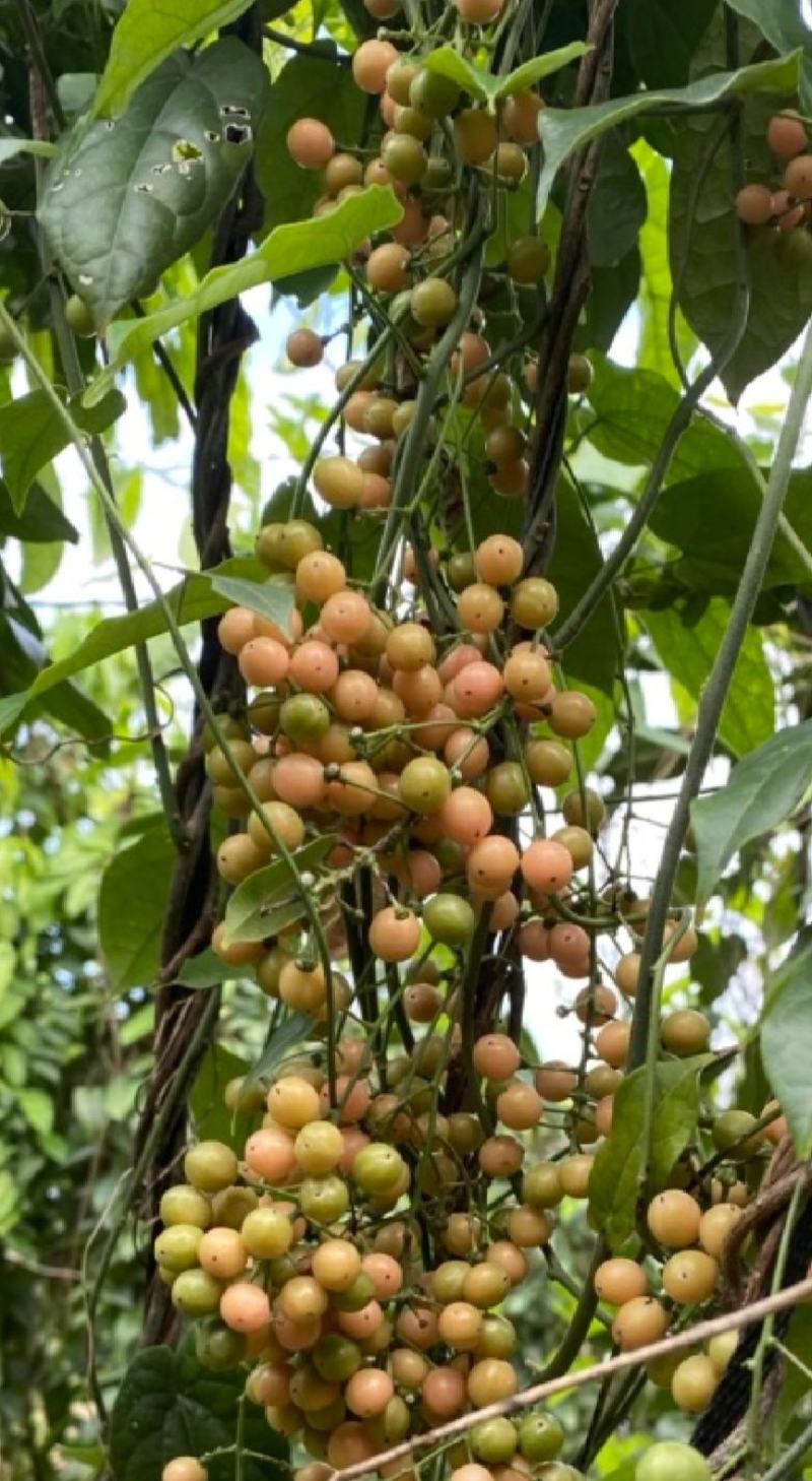 贵州地苦胆（金果榄）种子，如果客户需要量大，可来亲自采摘