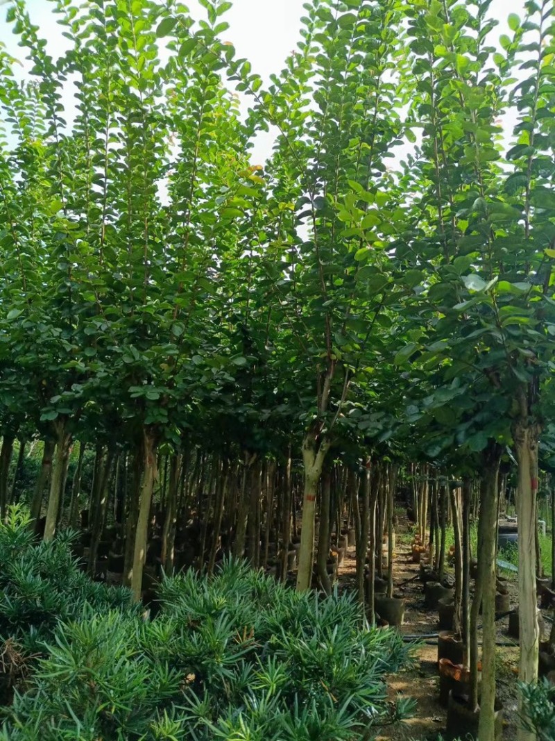 小叶紫薇