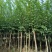 小叶紫薇