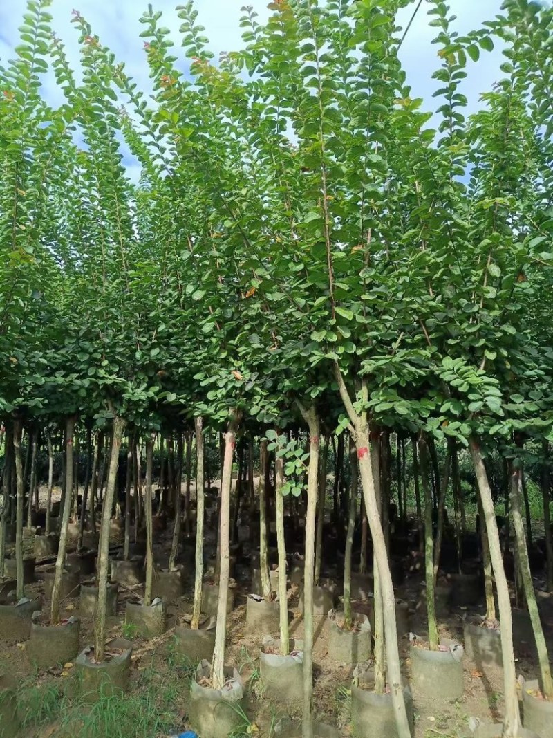 小叶紫薇