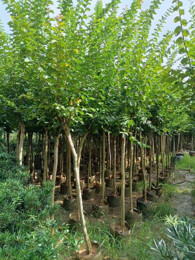 小叶紫薇