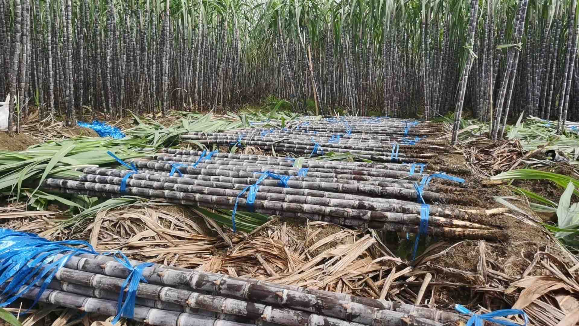 甘蔗种植前的土地翻耕处理 甘蔗种植前的土地翻耕处理