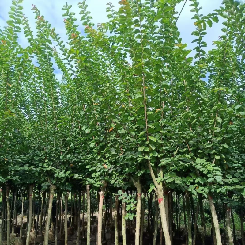 小叶紫薇