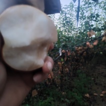 晚秋黄梨