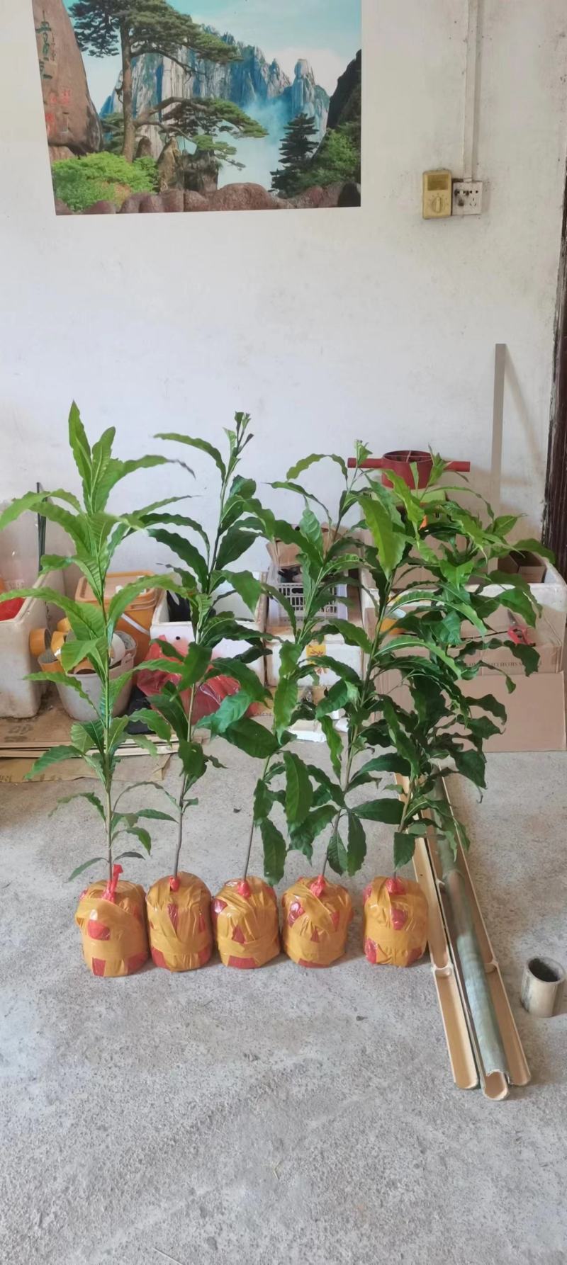 黄晶果苗，冬密黄晶果嫁接苗，黄晶6号嫁接苗，金大黄嫁接苗