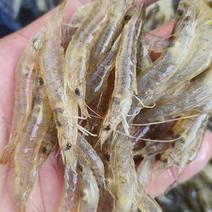 泥虾海虾玻璃虾