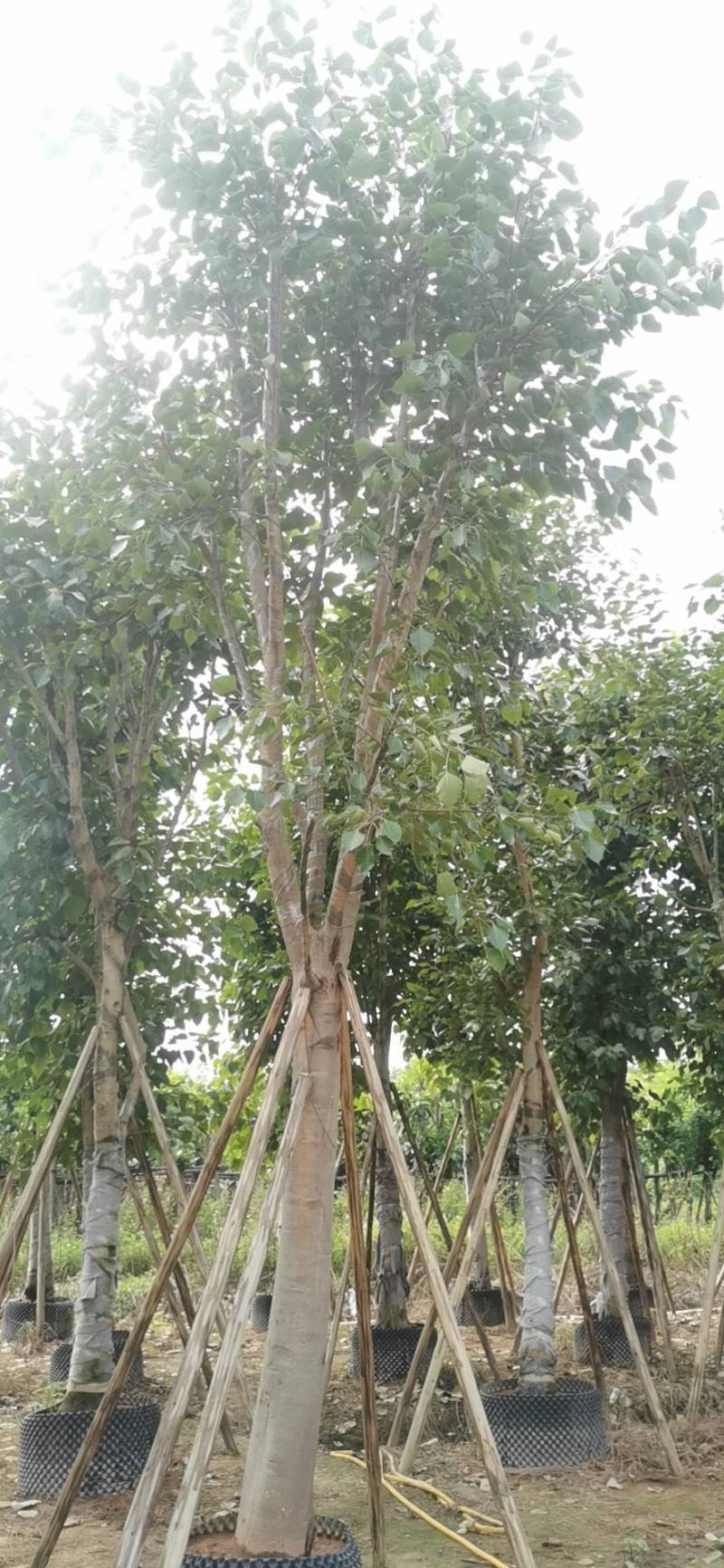 出售菩提榕5-20公分移植袋苗挖地苗需要的老板联系