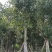 出售菩提榕5-20公分移植袋苗挖地苗需要的老板联系