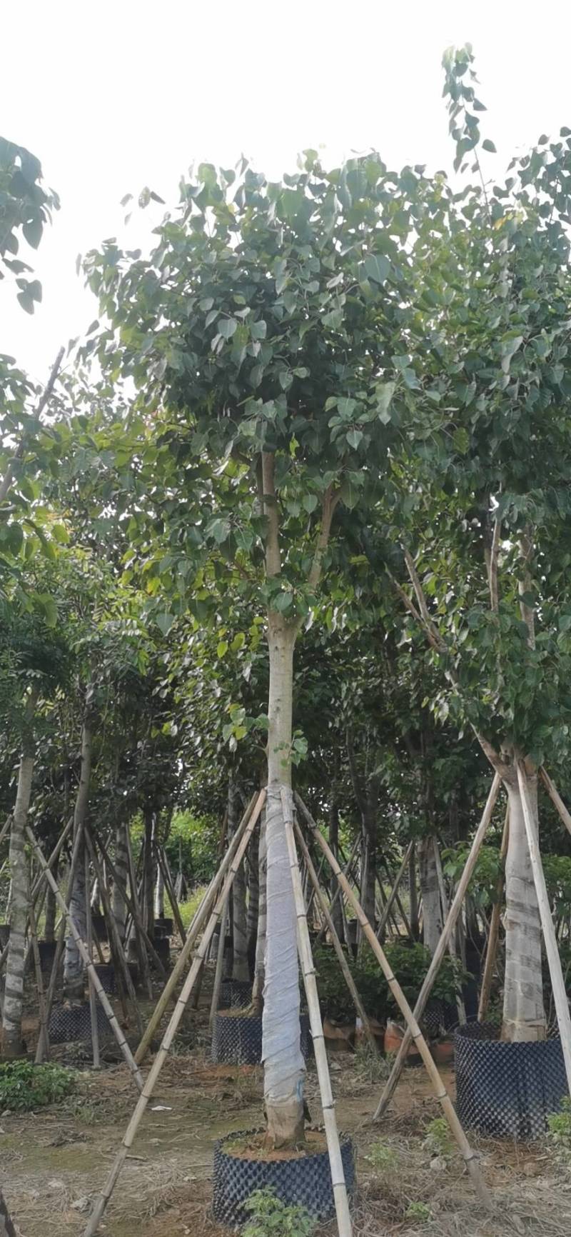 出售菩提榕5-20公分移植袋苗挖地苗需要的老板联系
