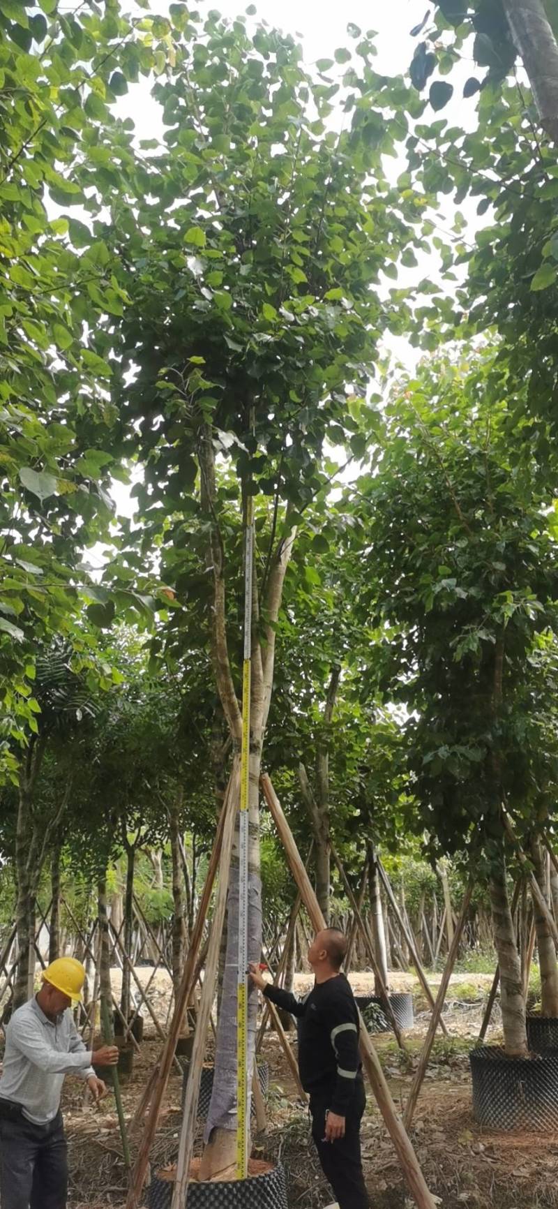 出售菩提榕5-20公分移植袋苗挖地苗需要的老板联系