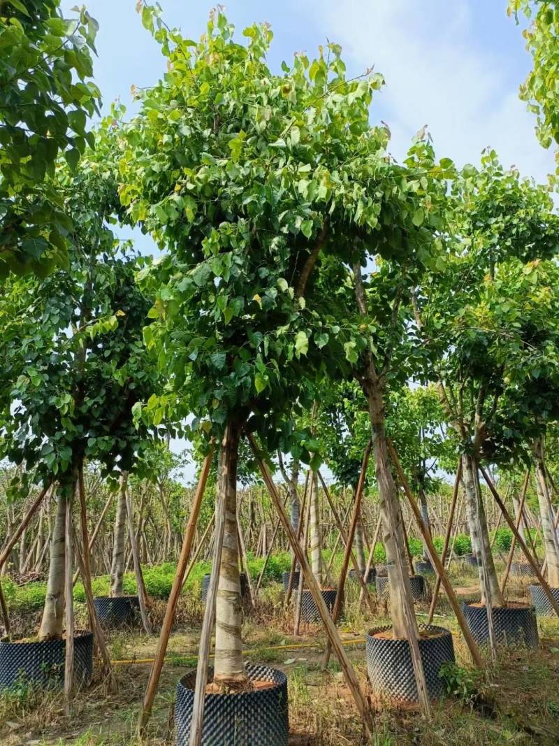 出售菩提榕5-20公分移植袋苗挖地苗需要的老板联系