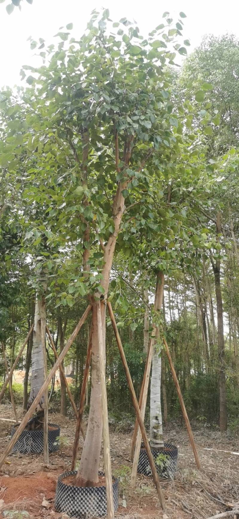 出售菩提榕5-20公分移植袋苗挖地苗需要的老板联系