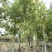 出售菩提榕5-20公分移植袋苗挖地苗需要的老板联系