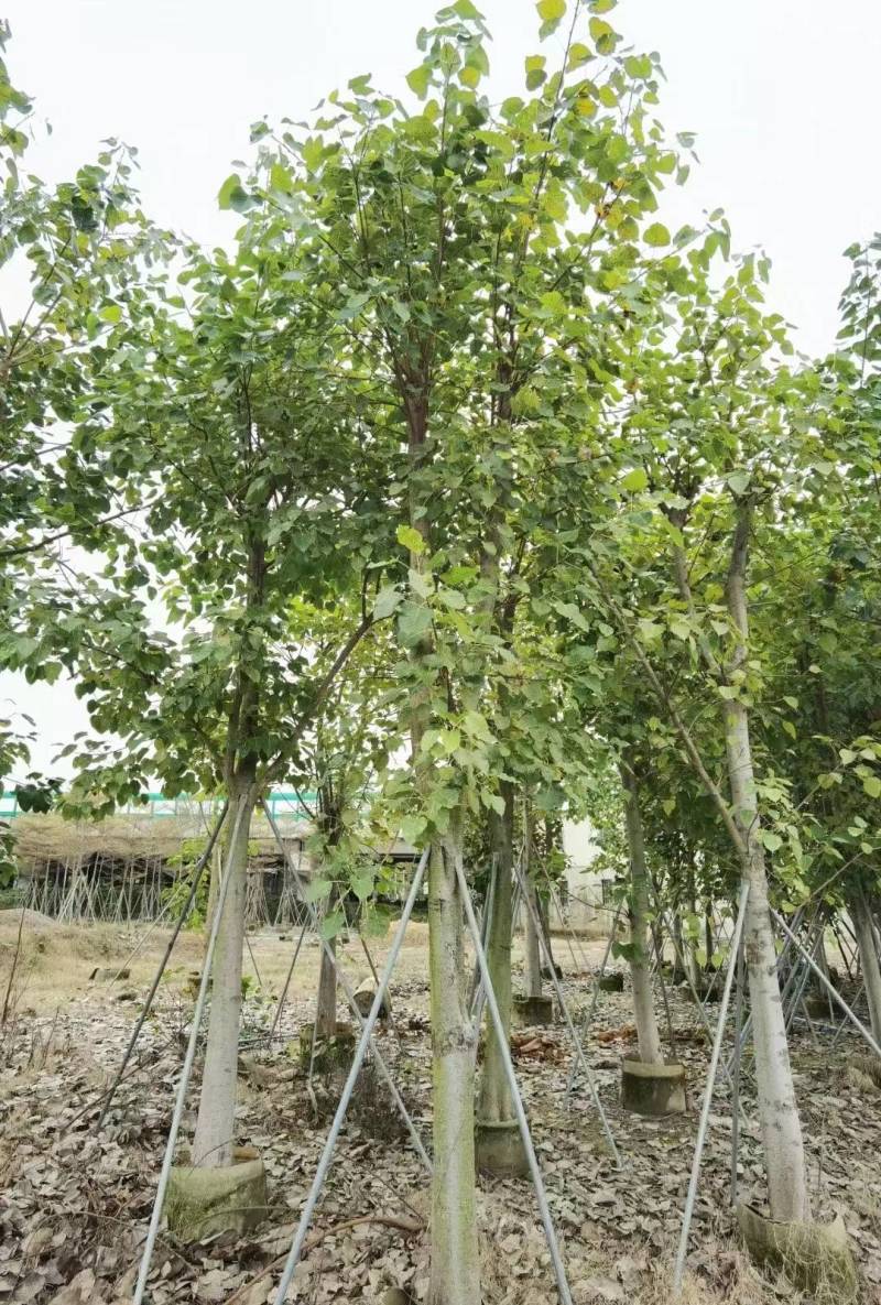 出售菩提榕5-20公分移植袋苗挖地苗需要的老板联系