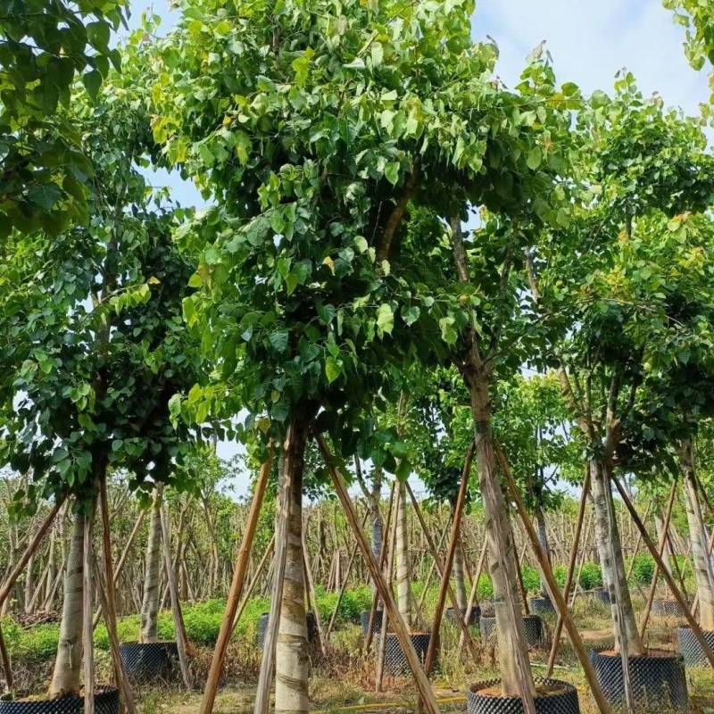 出售菩提榕5-20公分移植袋苗挖地苗需要的老板联系