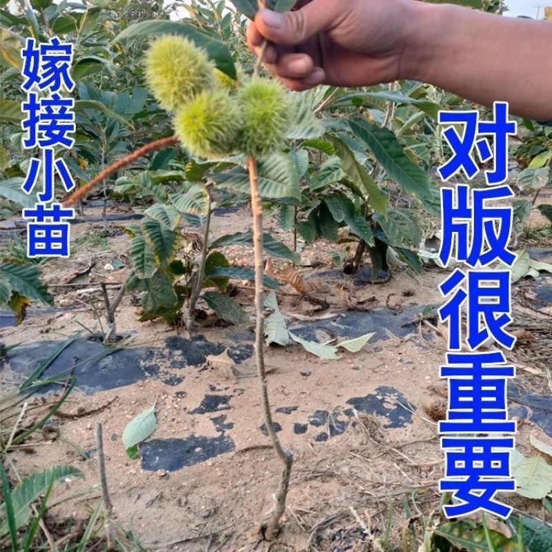 新品种王中王板栗苗果个大易丰产口感软糯香甜好管理