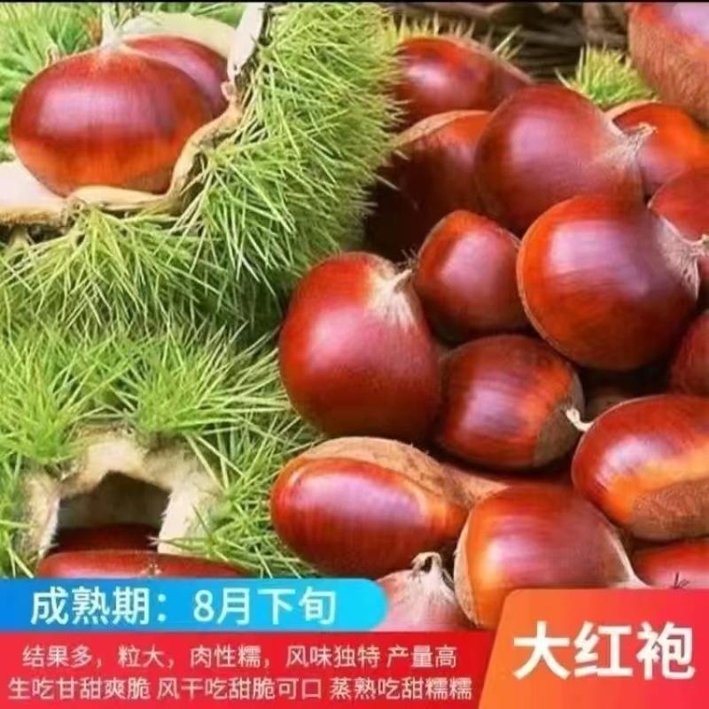 新品种王中王板栗苗果个大易丰产口感软糯香甜好管理